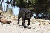 CANE CORSO 485